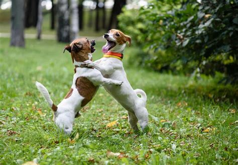 how to teach a dog to dance: why dogs should be taught to dance